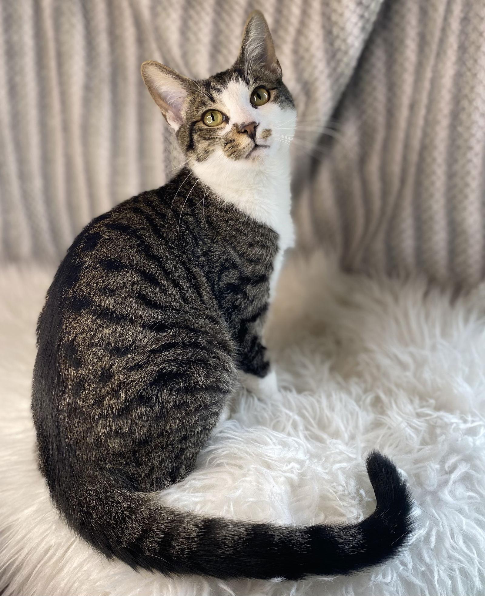 Enlarge Cormac - SEE ME @ PETCO!, a Adoptable mixed breed in Cookeville, TN image 2/3