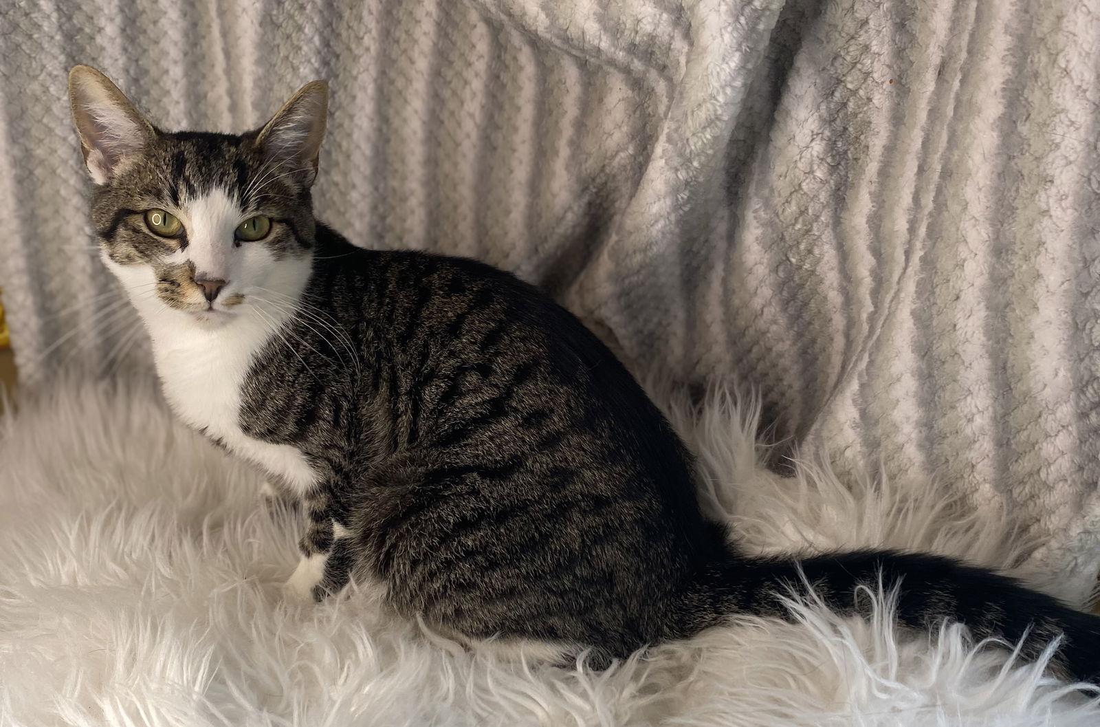 Enlarge Cormac - SEE ME @ PETCO!, a Adoptable mixed breed in Cookeville, TN image 3/3