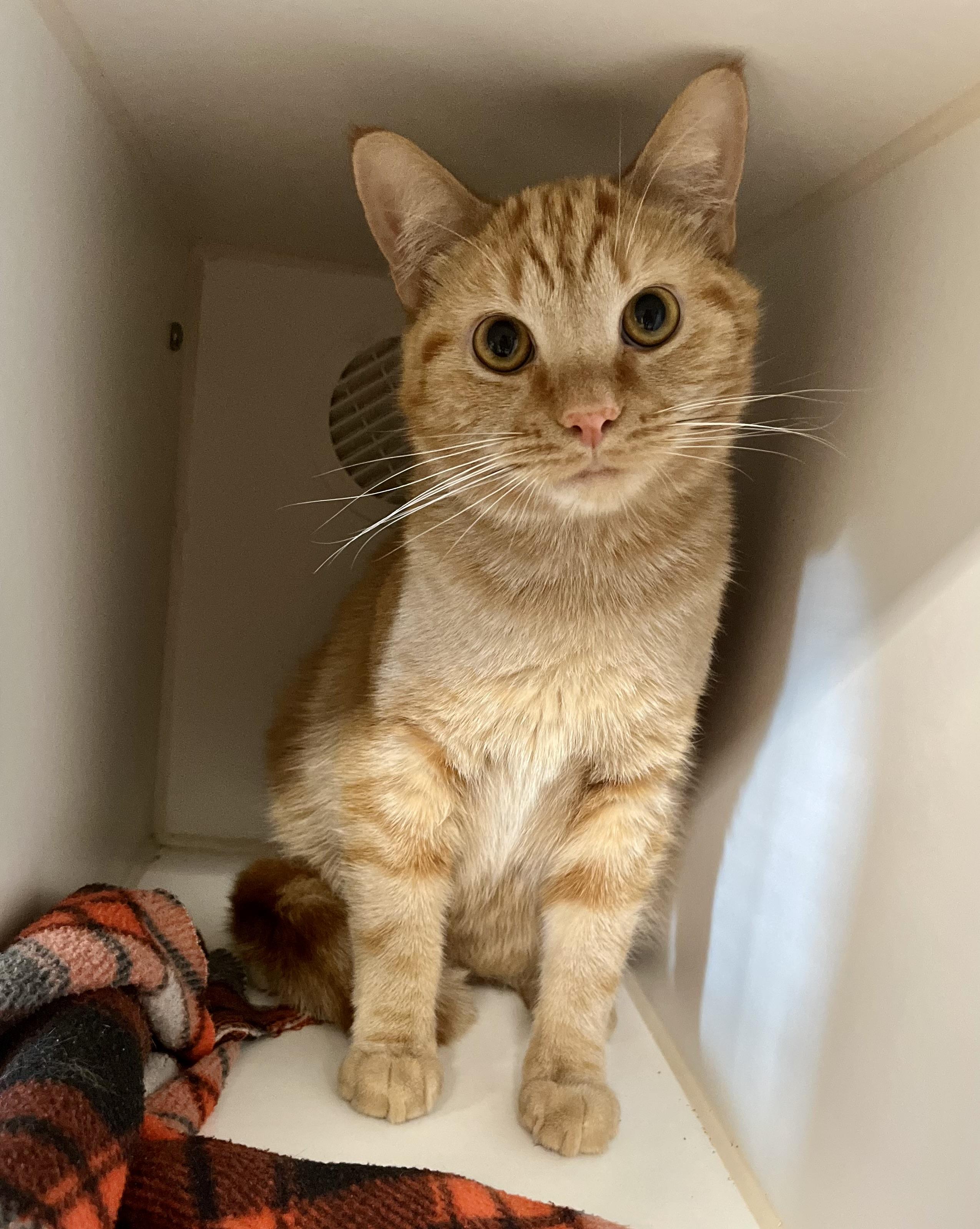 Enlarge Sunset Orange, an adoptable Domestic Short Hair in Seville, OH image 2/2