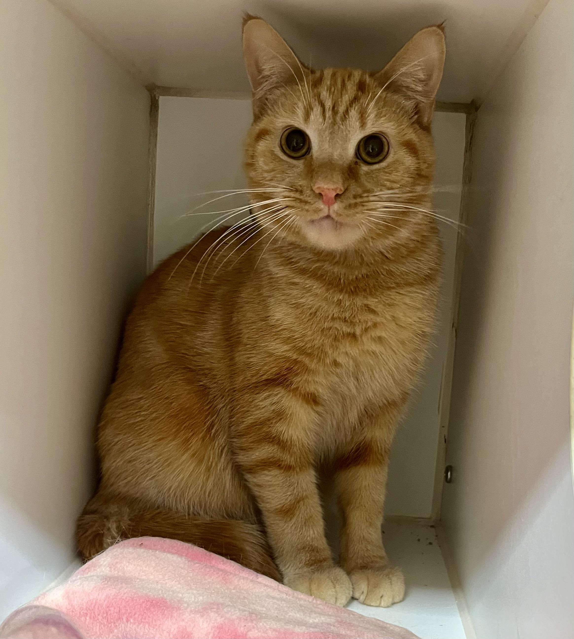 Sunset Orange — thumbnail 2