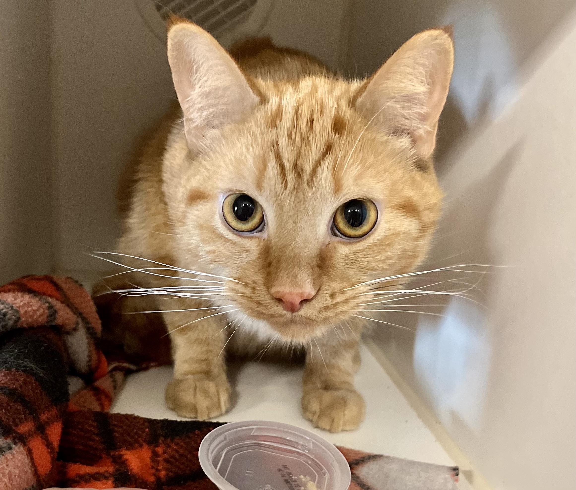 Enlarge Sunset Orange, an adoptable Domestic Short Hair in Seville, OH image 1/2