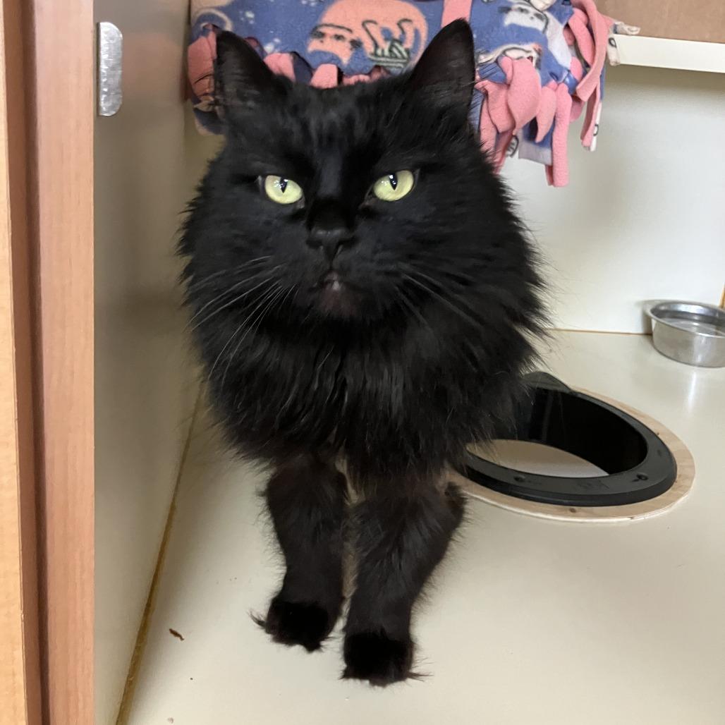 Lucy, Adoptable, Adult Female Domestic Long Hair.