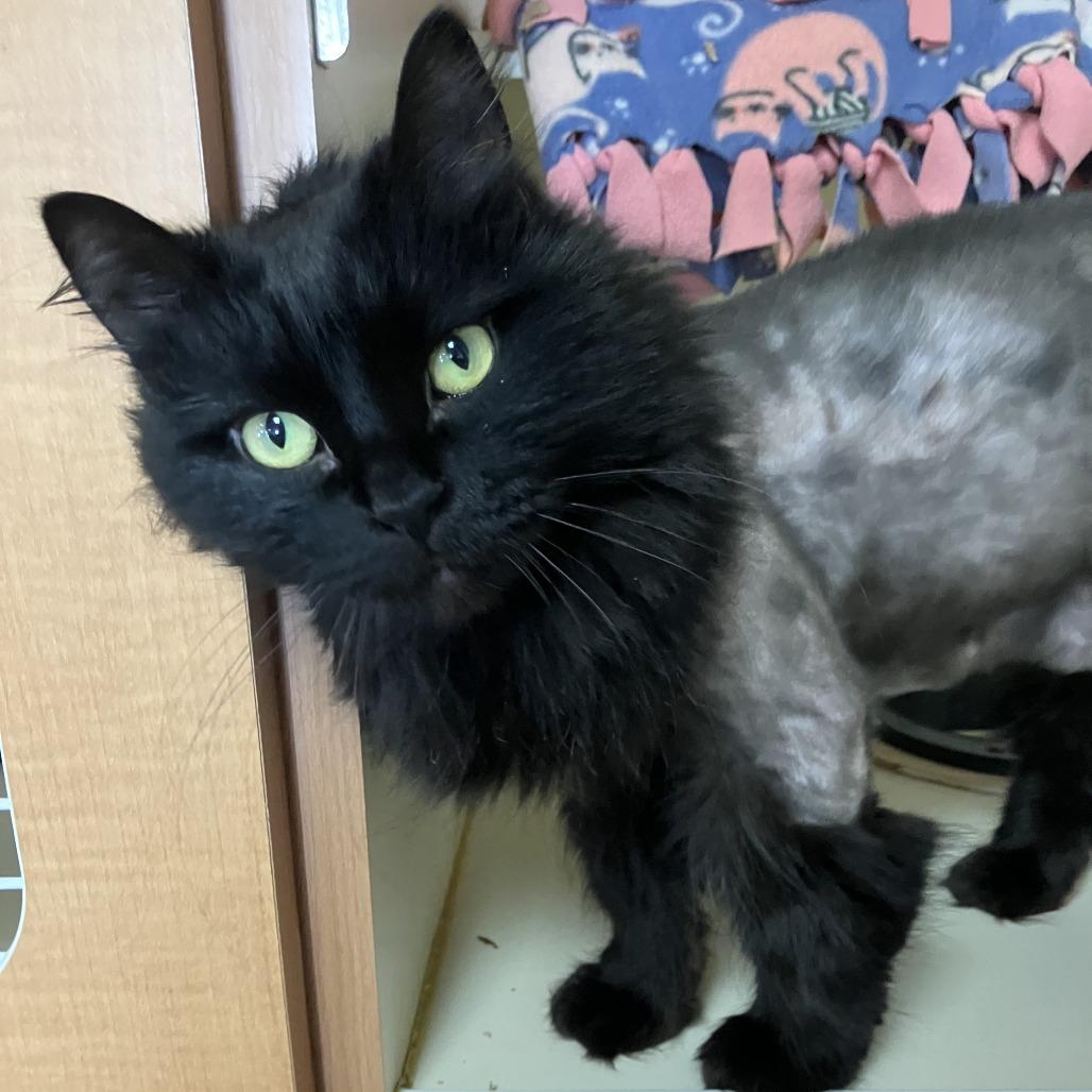 Enlarge Lucy, a Adoptable Domestic Long Hair in Idaho Falls, ID image 3/3