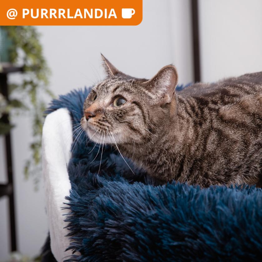 Alemeda, a Adoptable Domestic Short Hair in Los Angeles, CA image 1/2