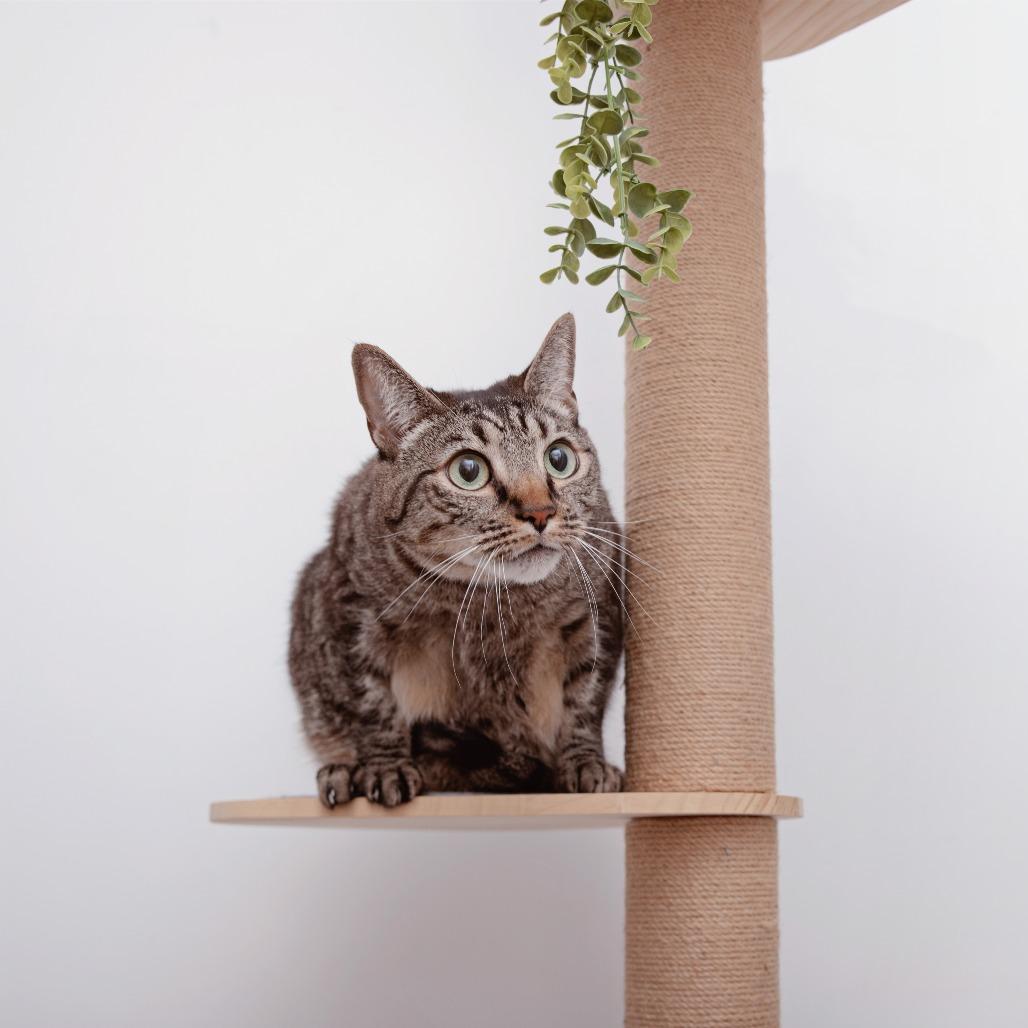 Alemeda, a Adoptable Domestic Short Hair in Los Angeles, CA image 2/2