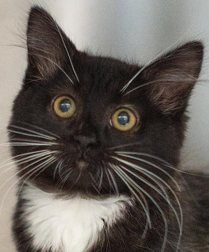 Enlarge Primrose, a Adoptable mixed breed in Encinitas, CA image 1/1