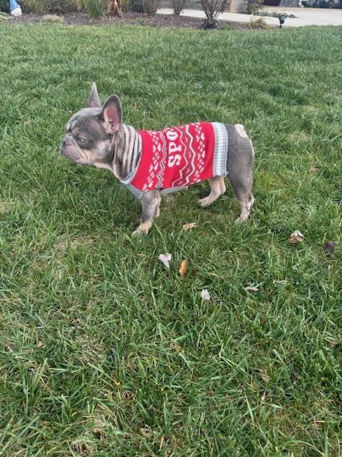 Coconut, adopted, Adult Female French Bulldog.