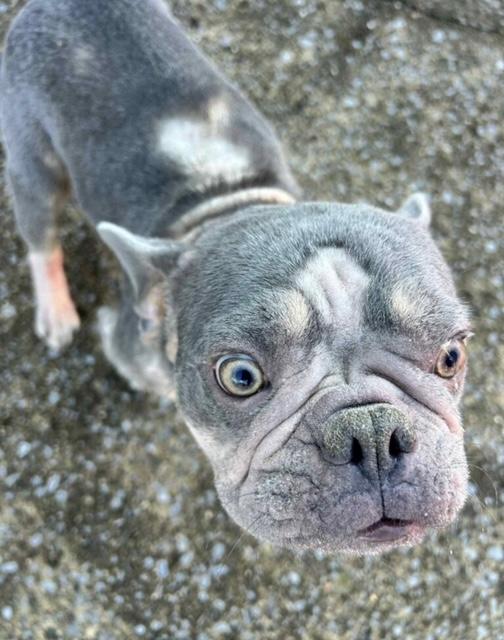 Coconut, an adopted French Bulldog in Goodlettsville, TN image 2/6