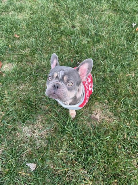 Coconut, an adopted French Bulldog in Goodlettsville, TN image 4/6