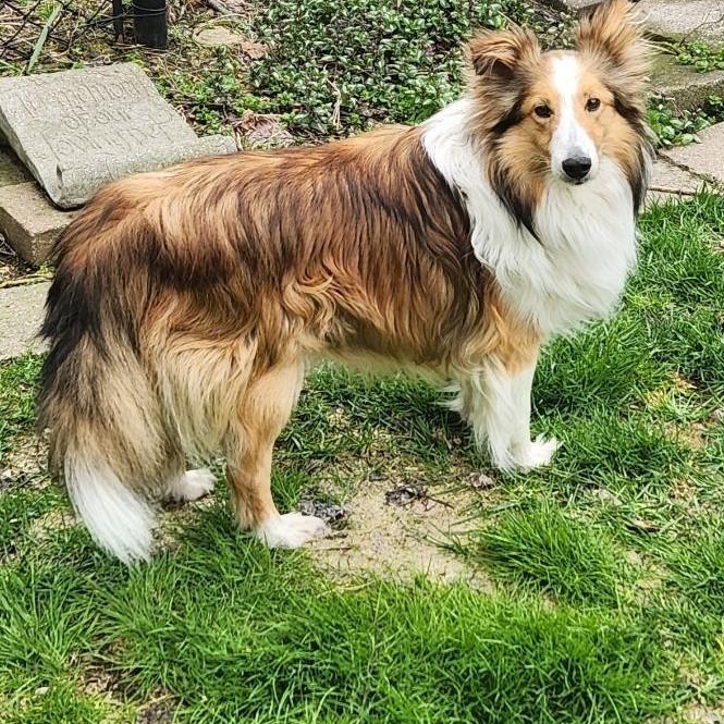 Jimmy - ADOPTED, ADOPTABLE, Adult Male Shetland Sheepdog / Sheltie.