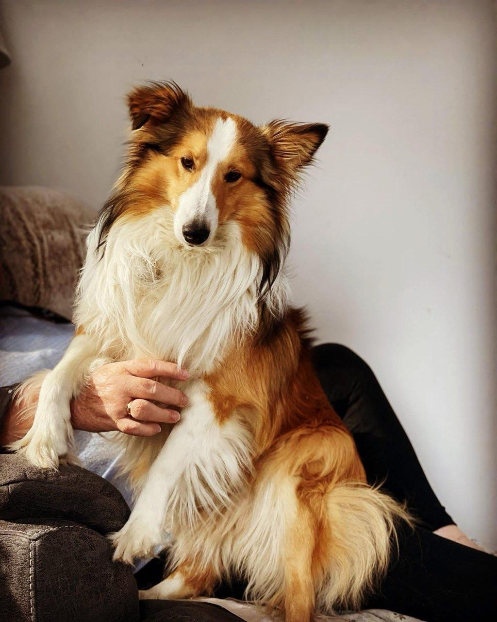 Enlarge Jimmy - ADOPTED, a ADOPTABLE Shetland Sheepdog / Sheltie in York, ON image 2/3