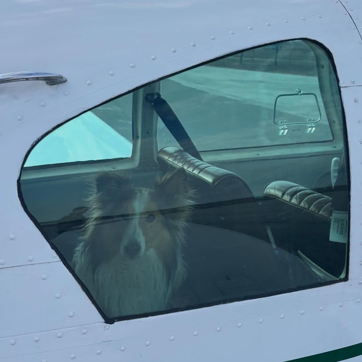 Enlarge Jimmy - ADOPTED, a ADOPTABLE Shetland Sheepdog / Sheltie in York, ON image 3/3