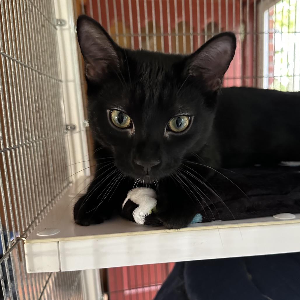 Tux, Adoptable, Young Male Domestic Short Hair.