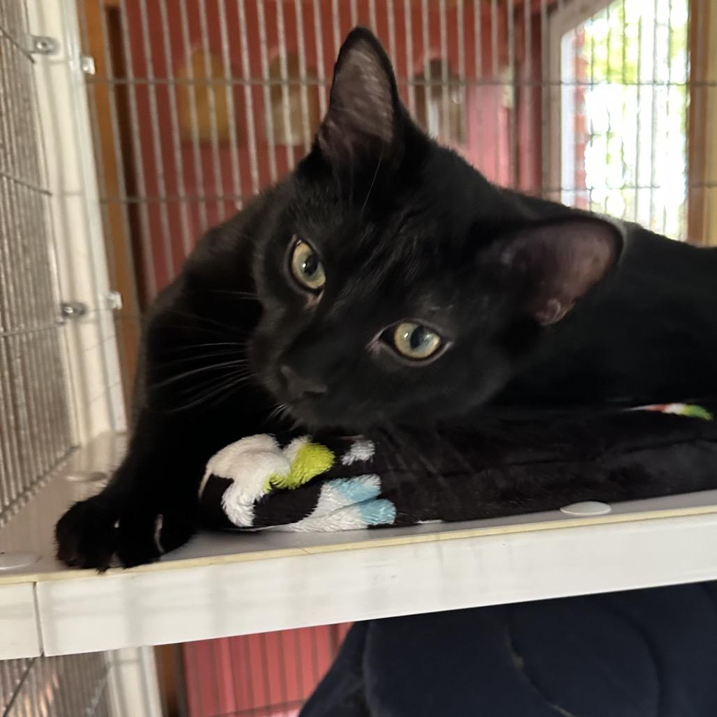 Tux, a Adoptable Domestic Short Hair in Hampton Bays, NY image 2/4