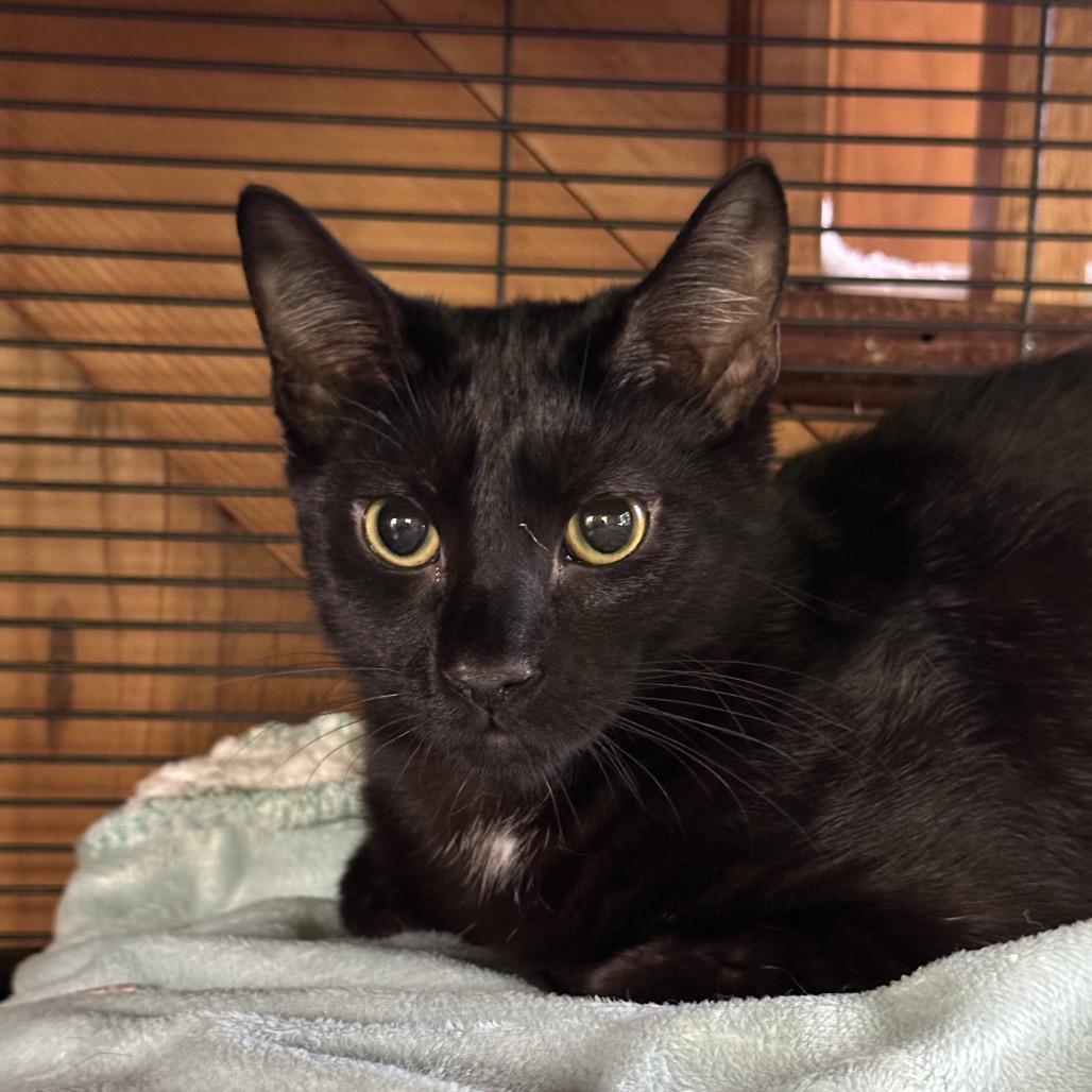 Tux, a Adoptable Domestic Short Hair in Hampton Bays, NY image 3/4