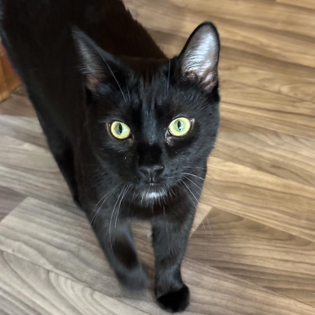 Tux, a Adoptable Domestic Short Hair in Hampton Bays, NY image 4/4