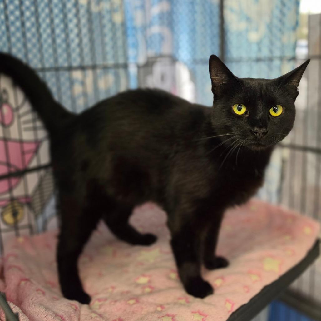 Kocha - City of Industry Location, a Adoptable Domestic Short Hair in Chino Hills, CA image 1/5