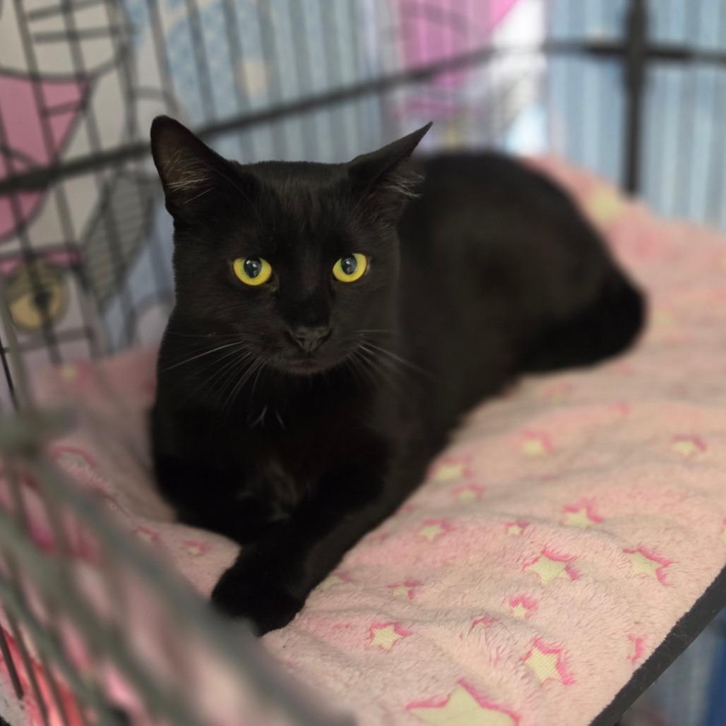 Kocha - City of Industry Location, a Adoptable Domestic Short Hair in Chino Hills, CA image 2/5