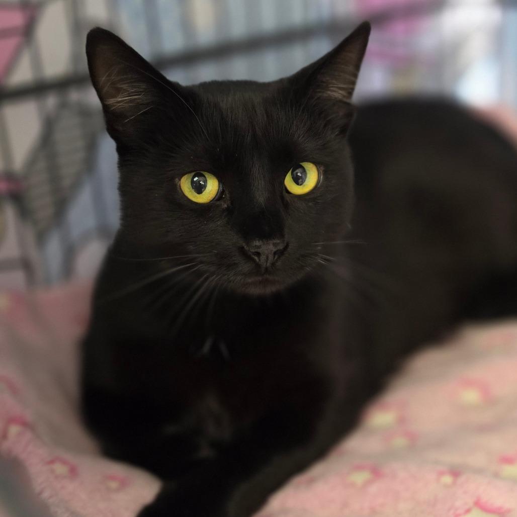 Kocha - City of Industry Location, a Adoptable Domestic Short Hair in Chino Hills, CA image 3/5