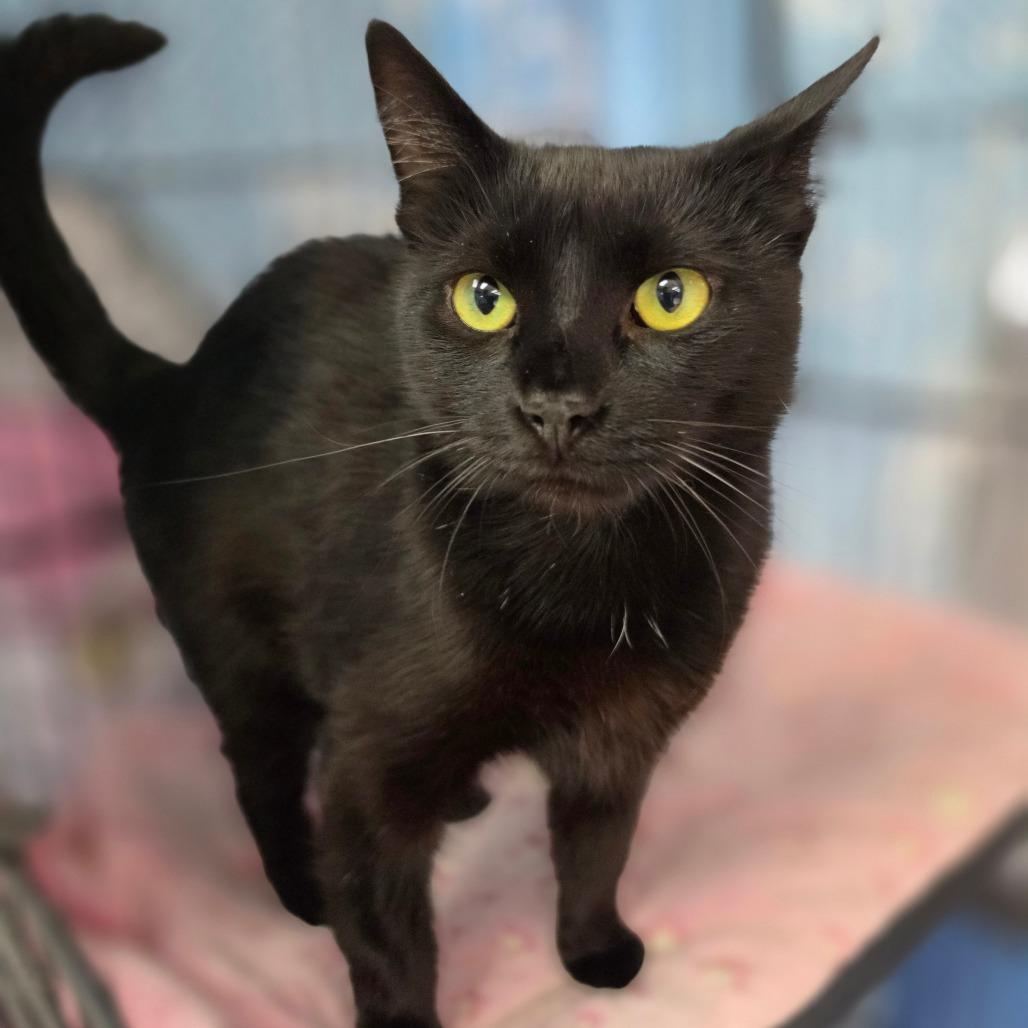 Kocha - City of Industry Location, a Adoptable Domestic Short Hair in Chino Hills, CA image 4/5