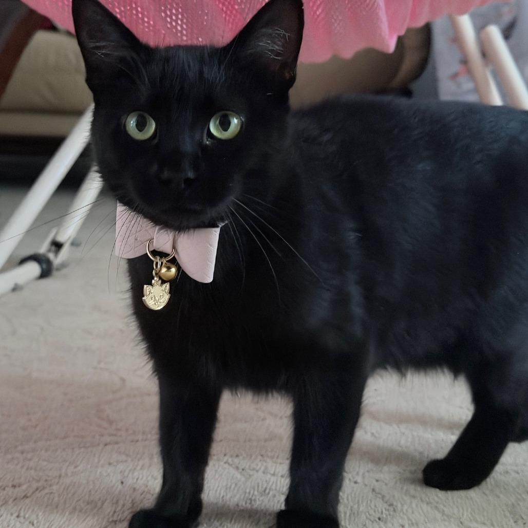 Kocha - City of Industry Location, a Adoptable Domestic Short Hair in Chino Hills, CA image 5/5