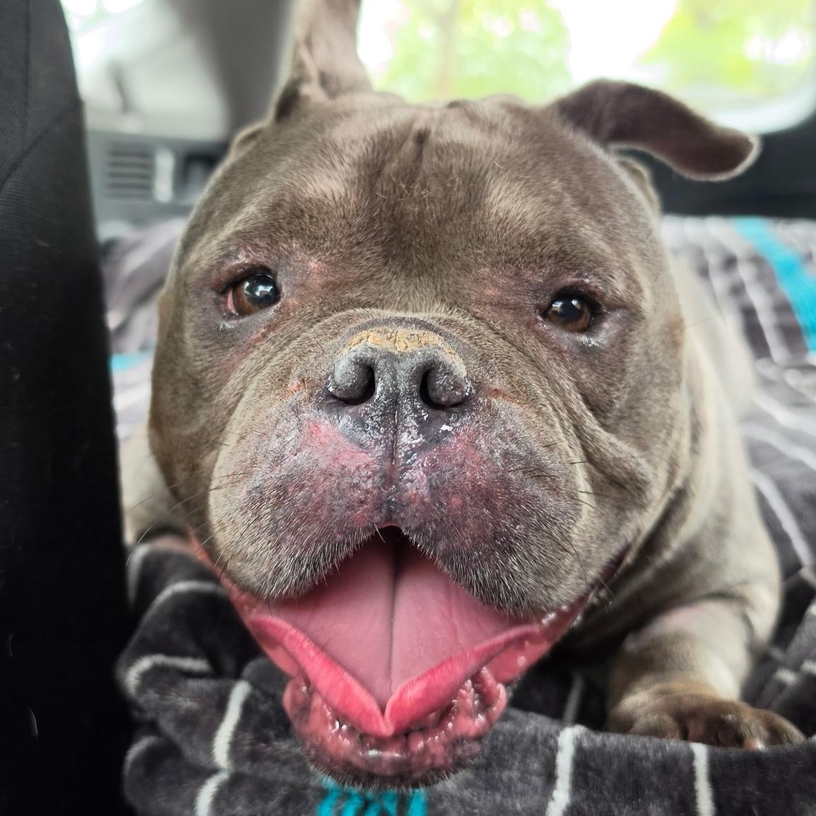 Enlarge Noa, a Adoptable mixed breed in Chicago, IL image 6/6