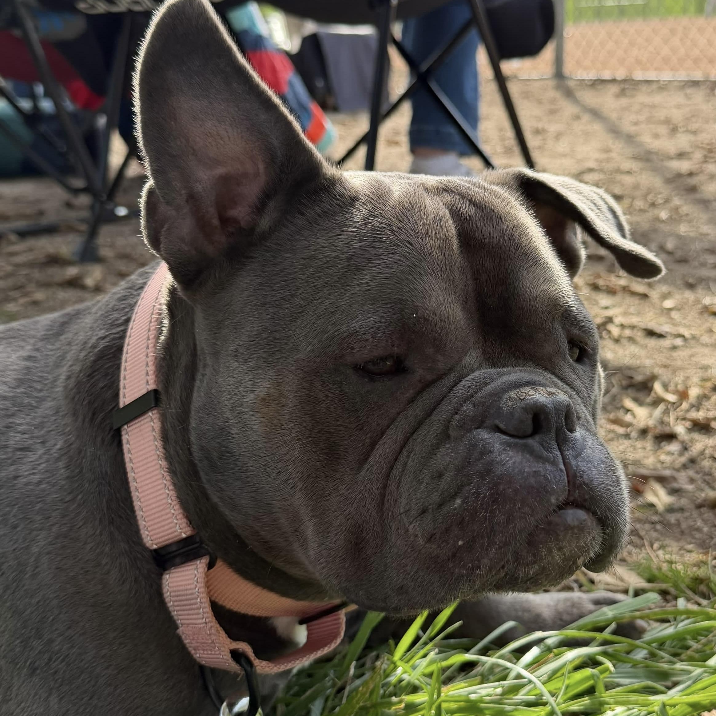 Noa, Adoptable, Adult Female Bulldog.