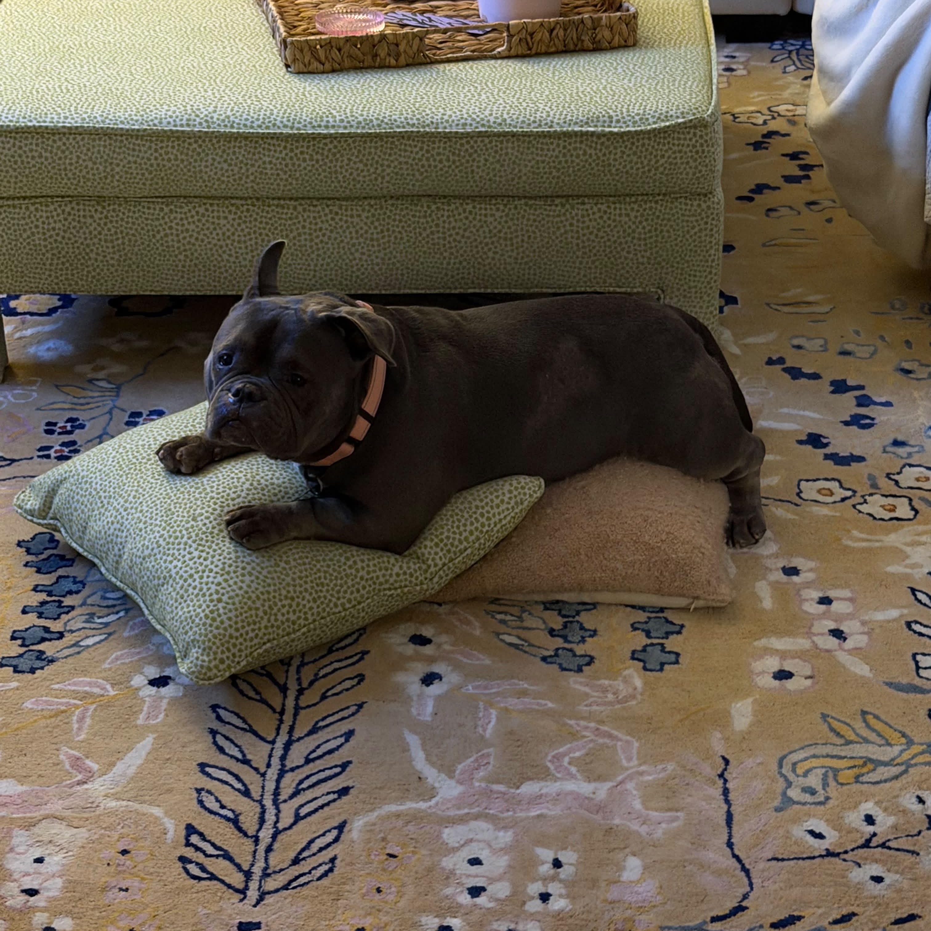 Enlarge Noa, a Adoptable mixed breed in Chicago, IL image 2/6