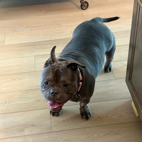 Enlarge Noa, a Adoptable mixed breed in Chicago, IL image 4/6