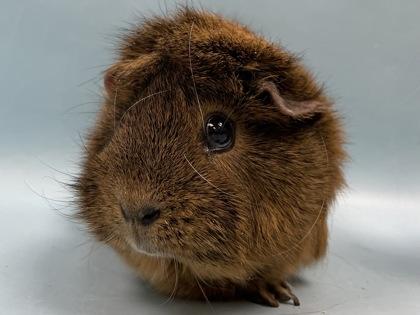 Enlarge Mohawk, a Adoptable mixed breed in Woodbury, MN image 1/2