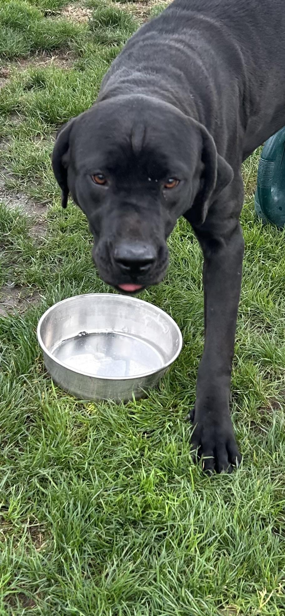 Enlarge Kona, a Adoptable Black Labrador Retriever in Clovis, CA image 2/5