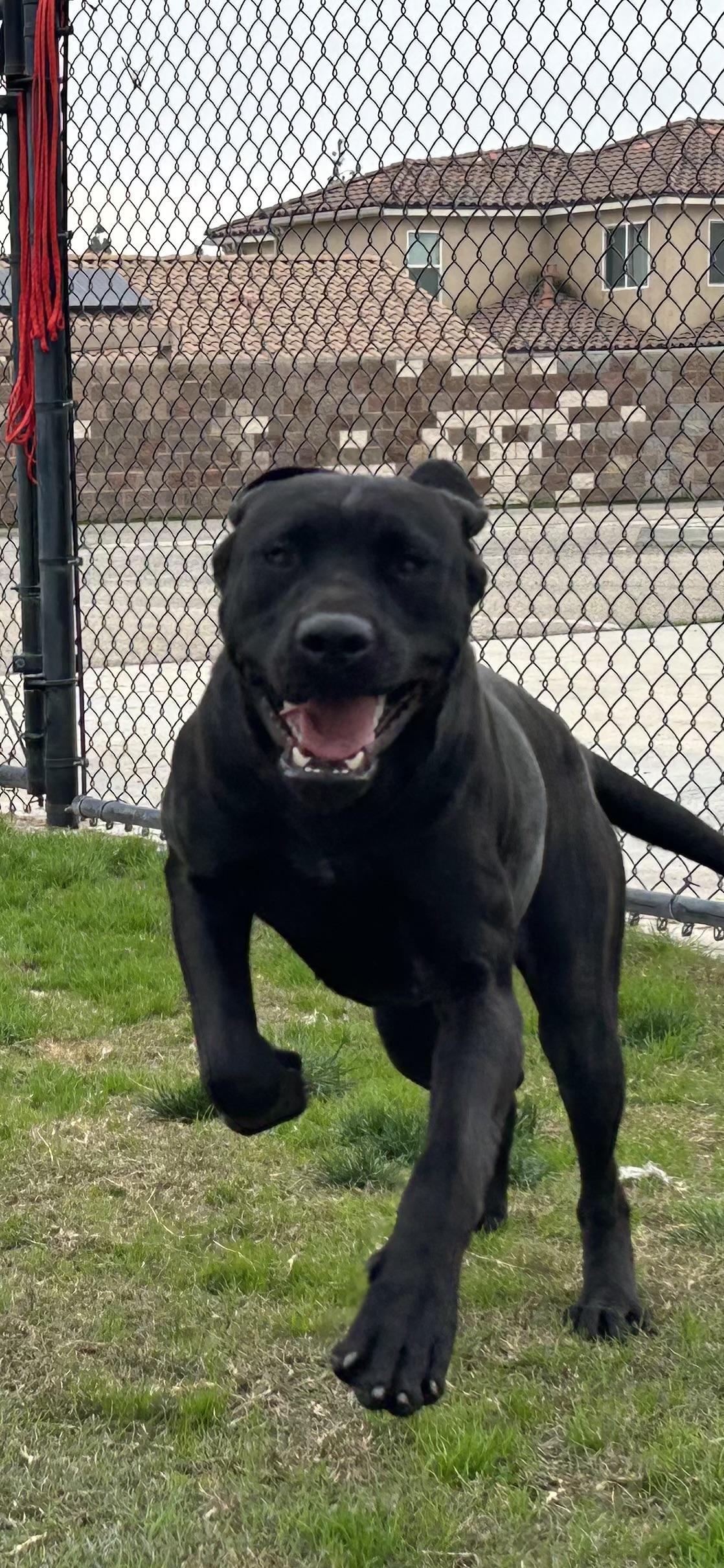 Enlarge Kona, a Adoptable Black Labrador Retriever in Clovis, CA image 3/5