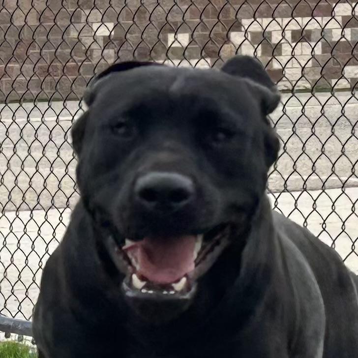 Enlarge Kona, a Adoptable Black Labrador Retriever in Clovis, CA image 1/5