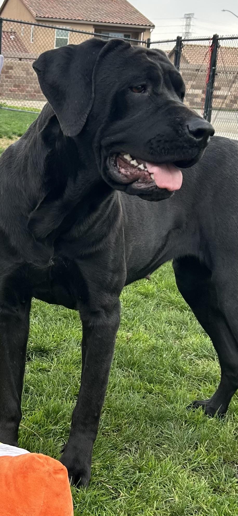 Enlarge Kona, a Adoptable Black Labrador Retriever in Clovis, CA image 4/5
