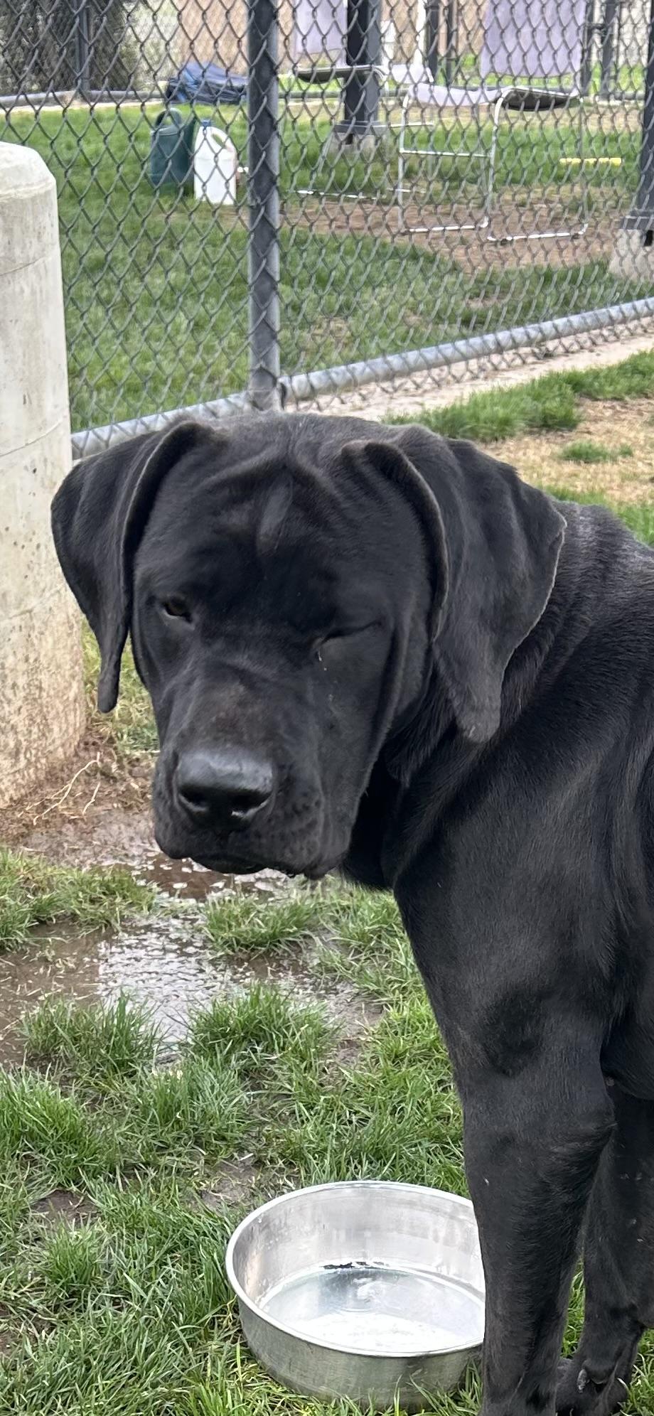 Enlarge Kona, a Adoptable Black Labrador Retriever in Clovis, CA image 5/5
