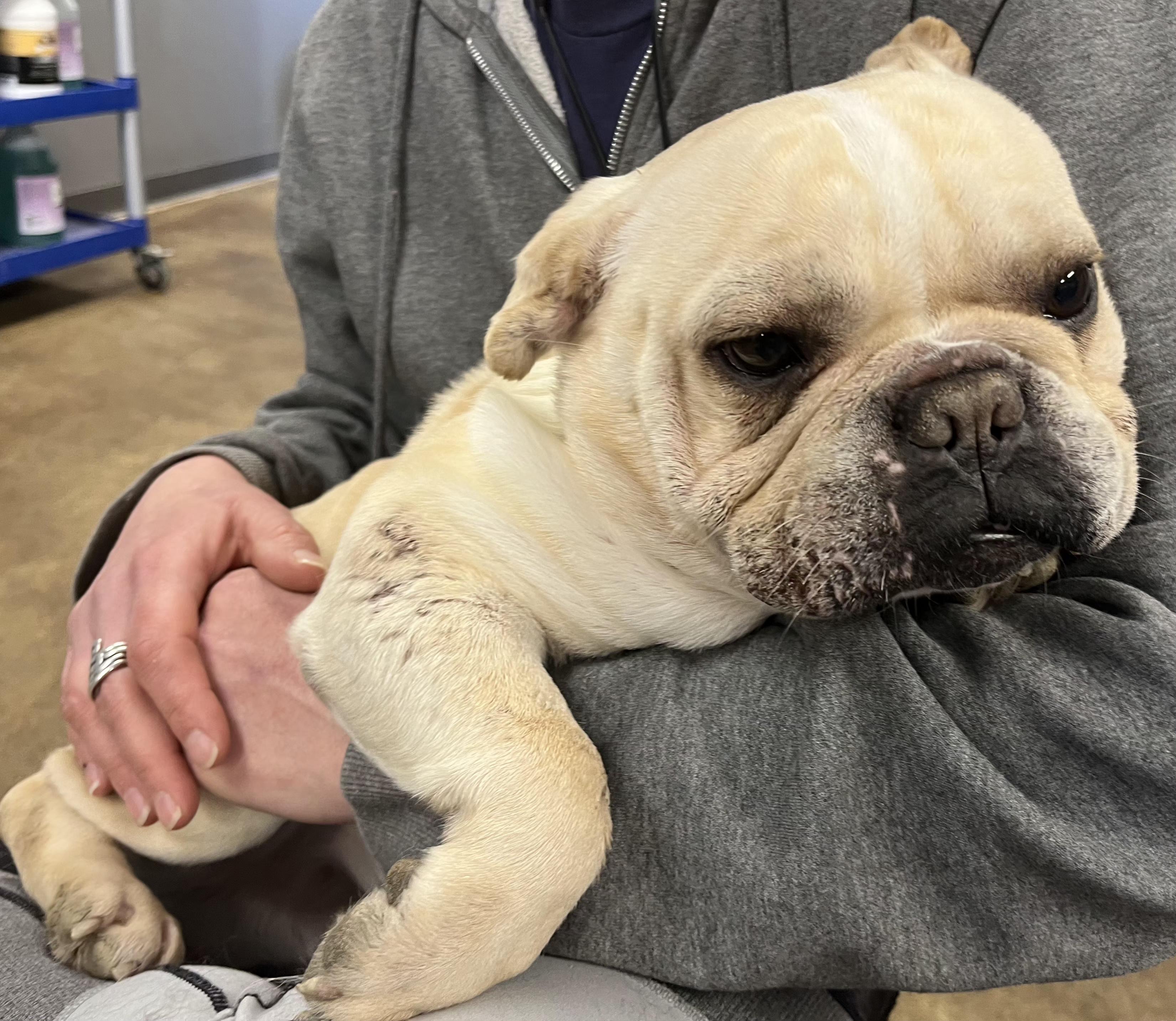 Enlarge Sunny, a ADOPTABLE French Bulldog in Fairview Park, OH image 2/2