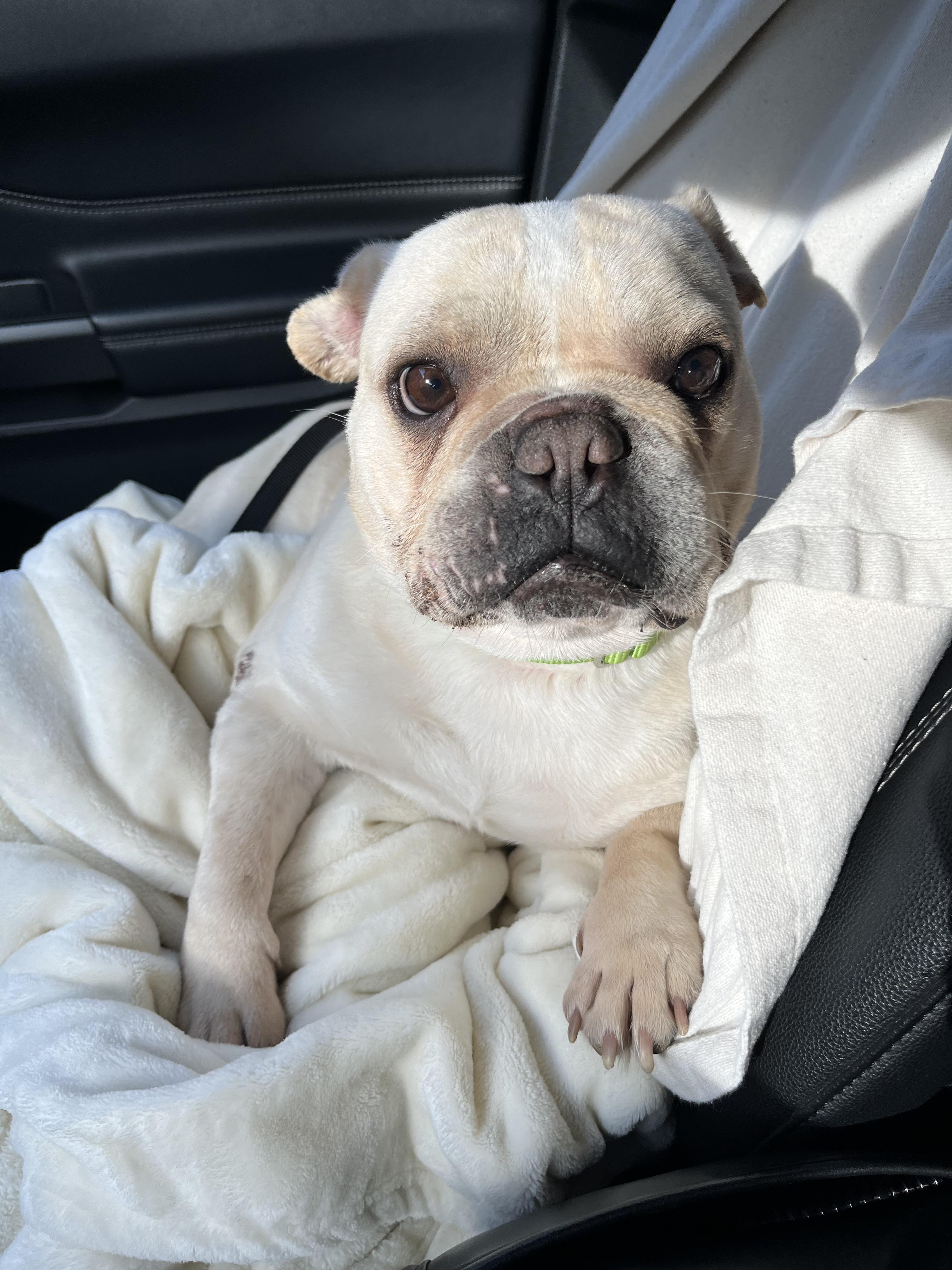 Sunny, ADOPTABLE, Adult Male French Bulldog.