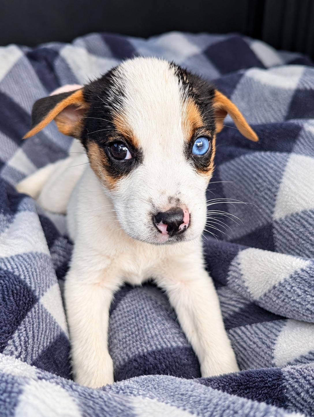 Milo, Adopted, Puppy Male Husky.