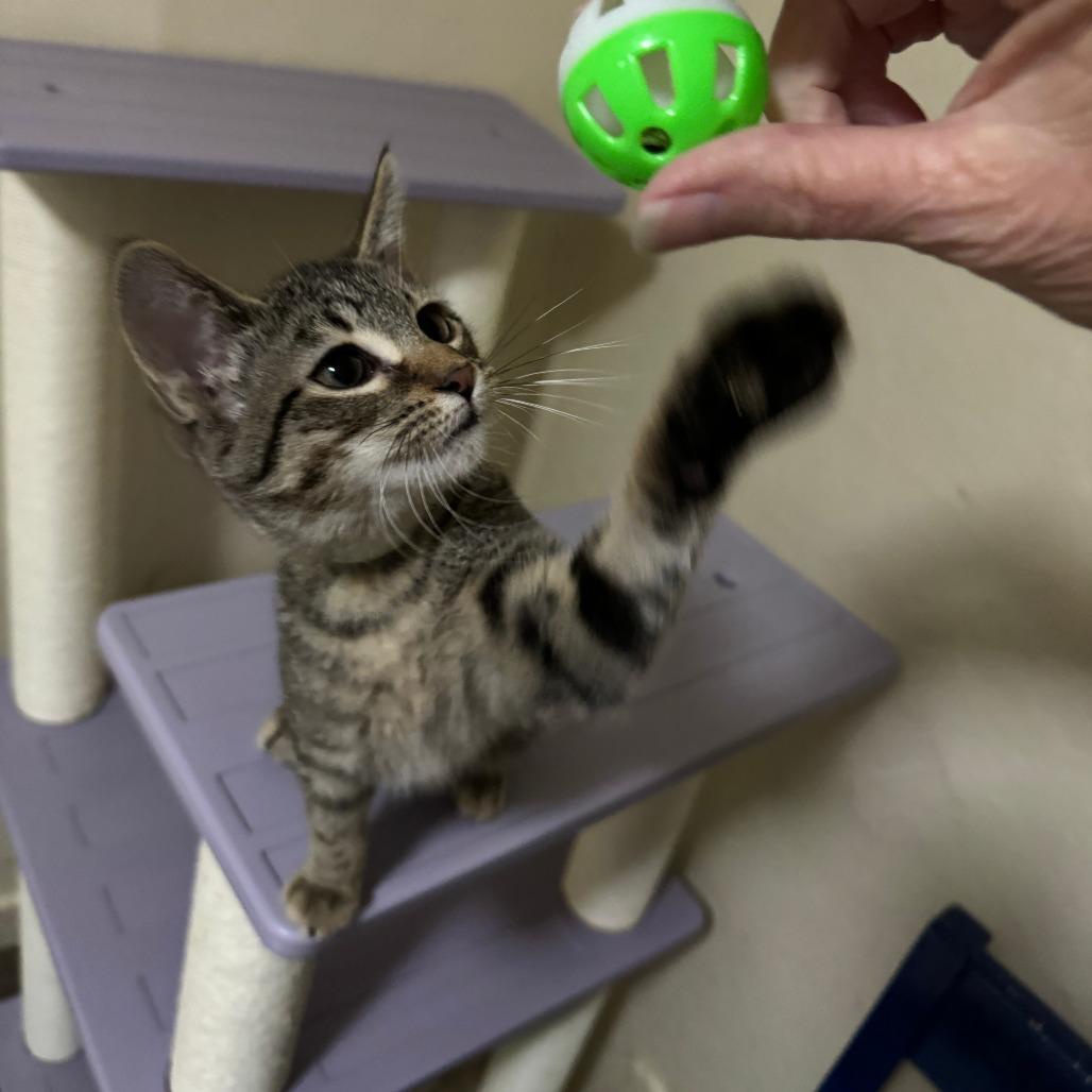 Enlarge Sandlewood, a Adoptable Tabby in Richland, MI image 3/3