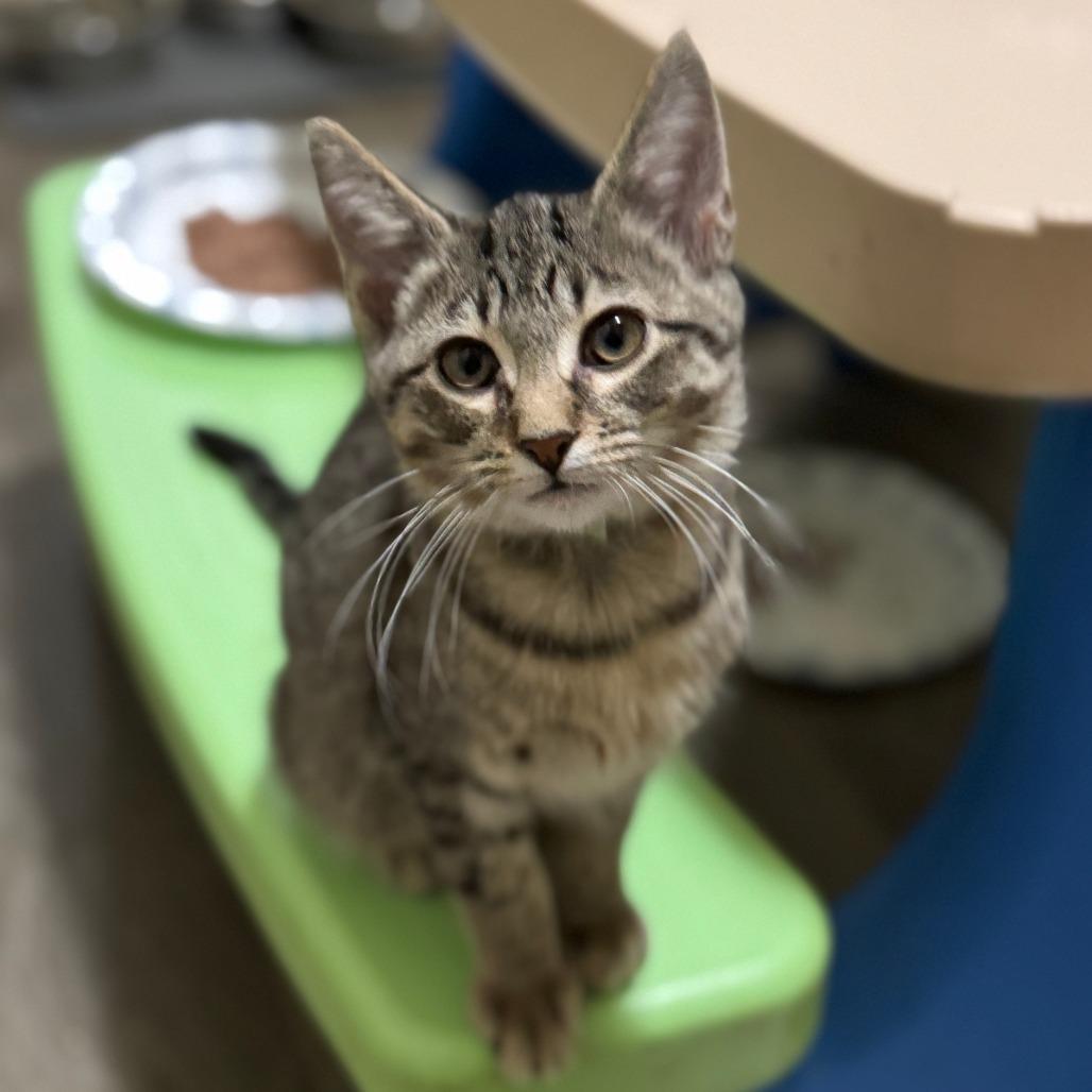 Sandlewood, Adoptable, Young Male Tabby.