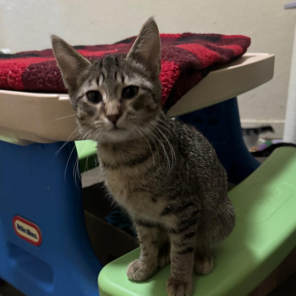 Enlarge Sandlewood, a Adoptable Tabby in Richland, MI image 2/3