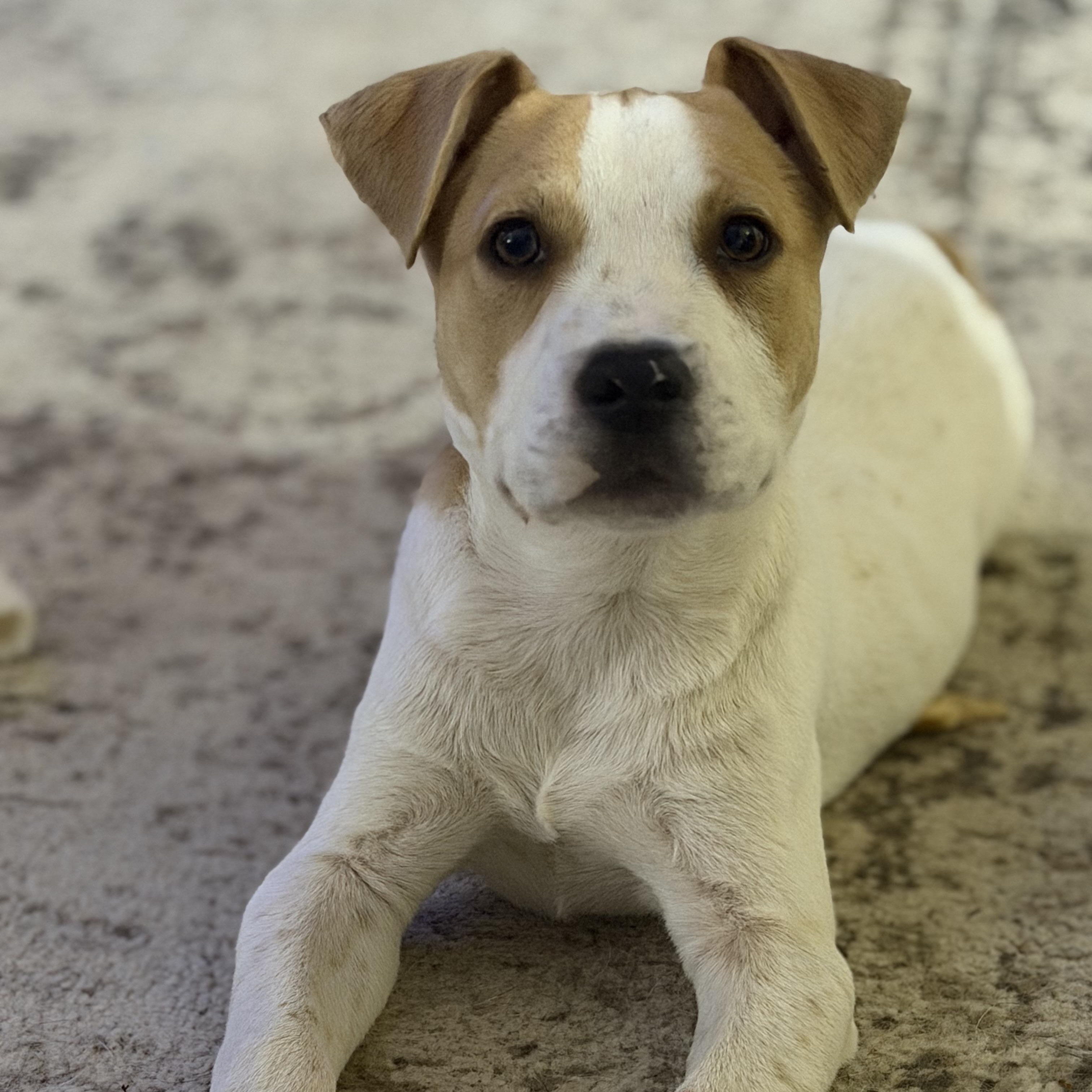 Odie, a Adoptable mixed breed in Menomonee Falls, WI image 3/5