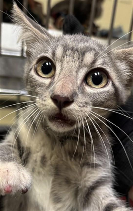 Gigi A211819, Baby Female Domestic Short Hair