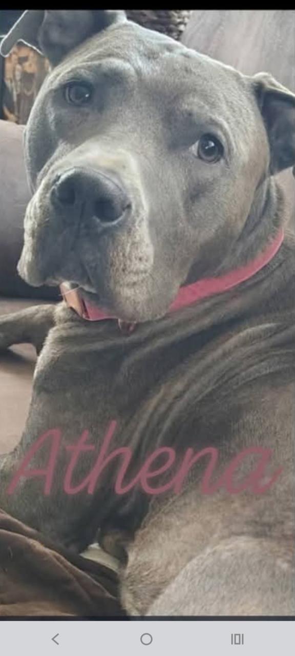 Athena, ADOPTABLE, Adult Female Mountain Cur.