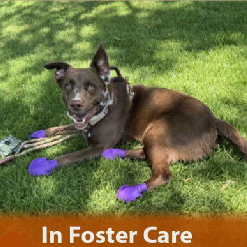 Rudy, Adoptable, Adult Male Border Collie & Shepherd.