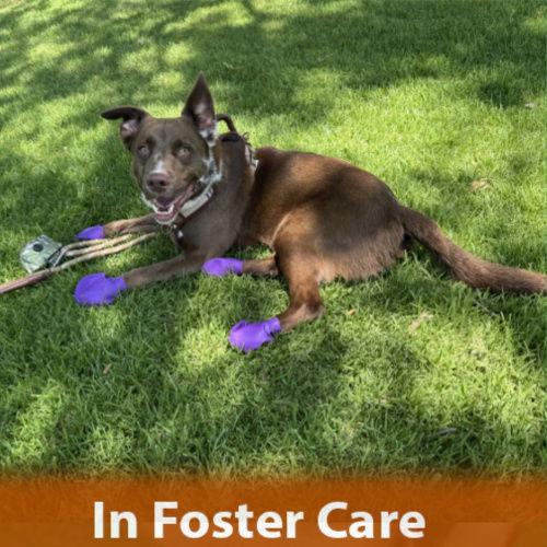 Rudy, Adoptable, Adult Male Border Collie & Shepherd.