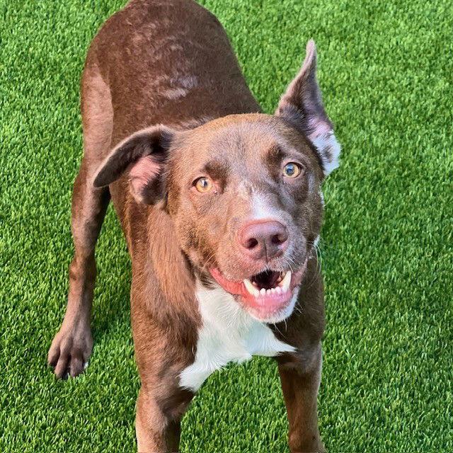 Enlarge Rudy, a Adoptable mixed breed in Burlingame, CA image 2/3