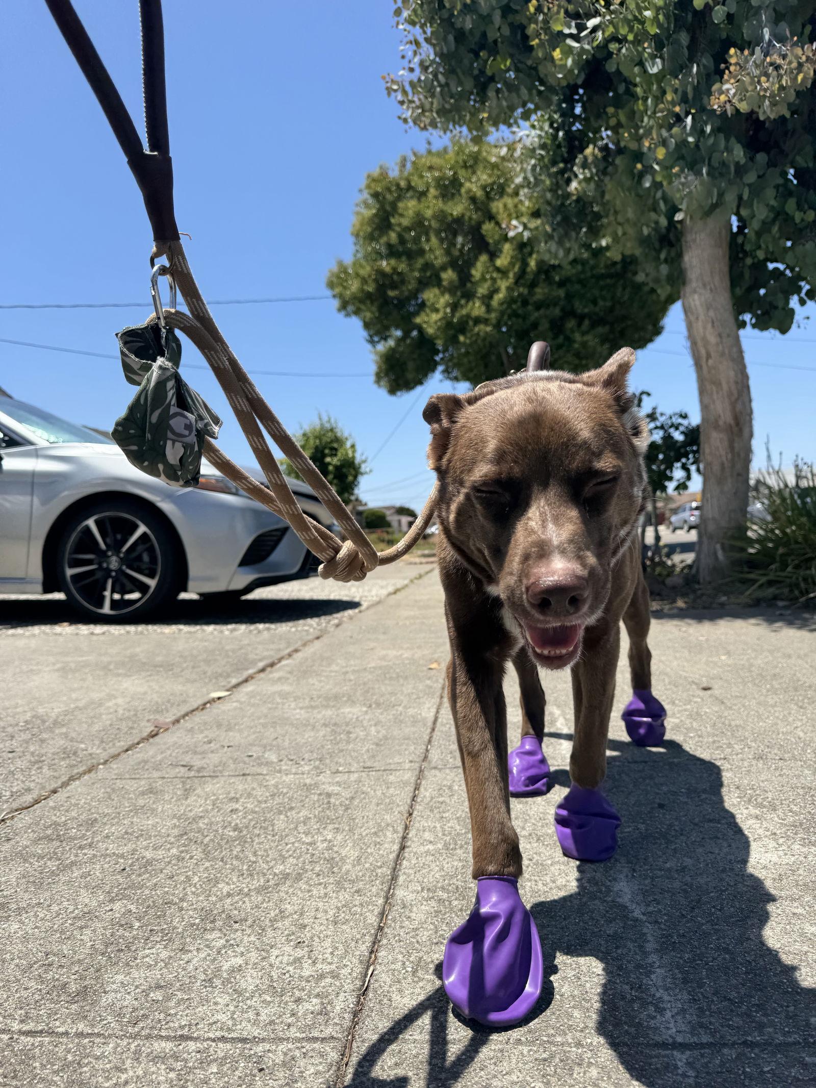 Enlarge Rudy, a Adoptable mixed breed in Burlingame, CA image 1/3