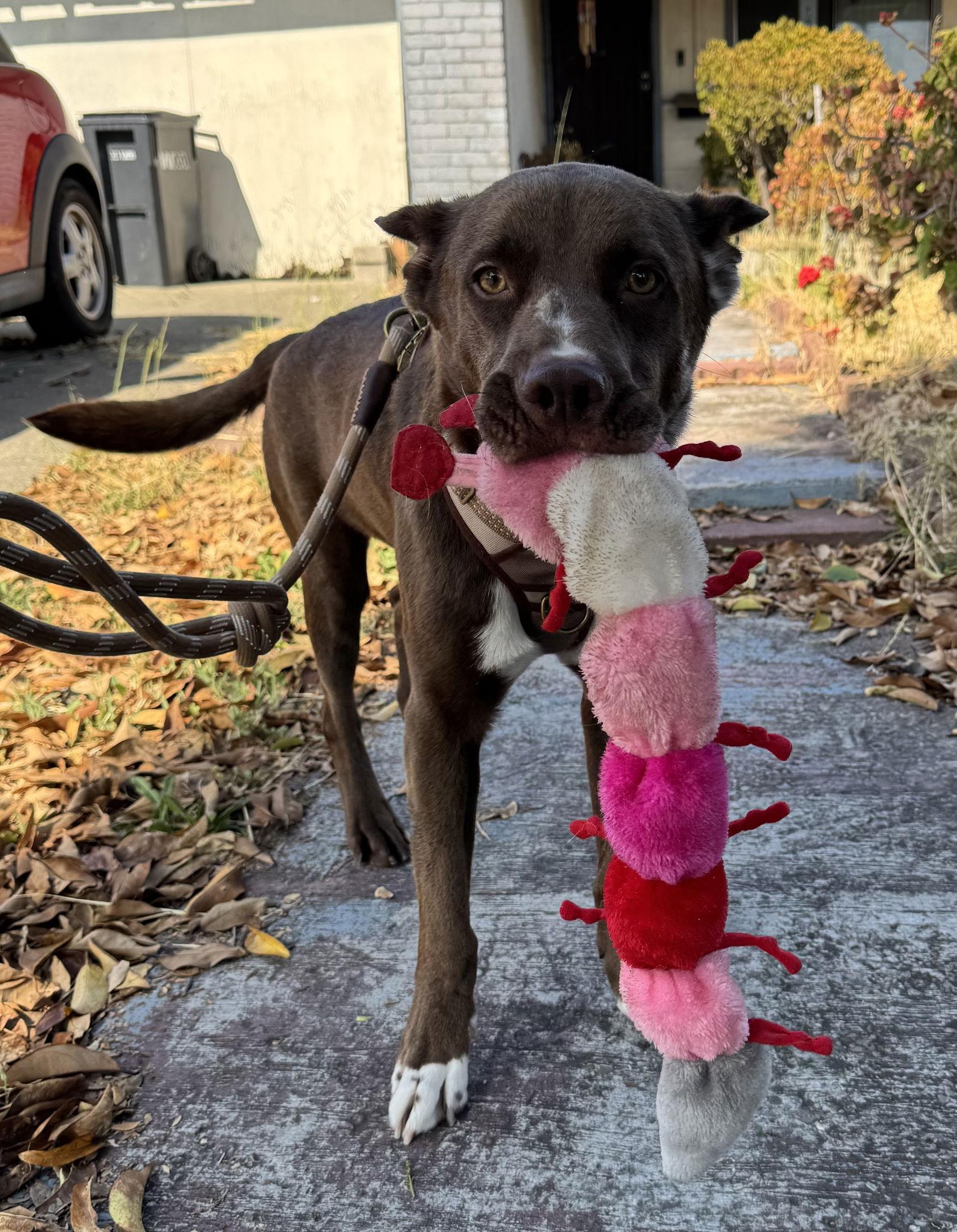Enlarge Rudy, a Adoptable mixed breed in Burlingame, CA image 3/3