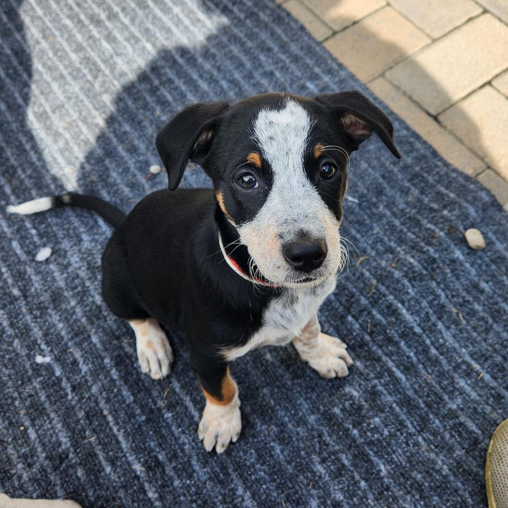 Enlarge Hillary Scott, a Adoptable Mixed Breed in Joliet, IL image 1/3